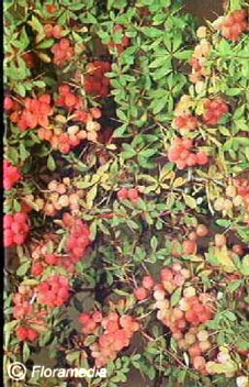 Berberis rubrostilla 'Autumn Beauty'